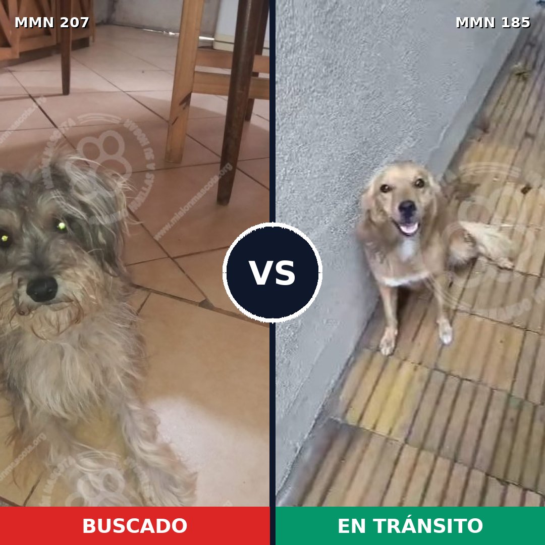 Comparativa MMS 5023: mascota perdida y mascota encontrada, 26% de similitud