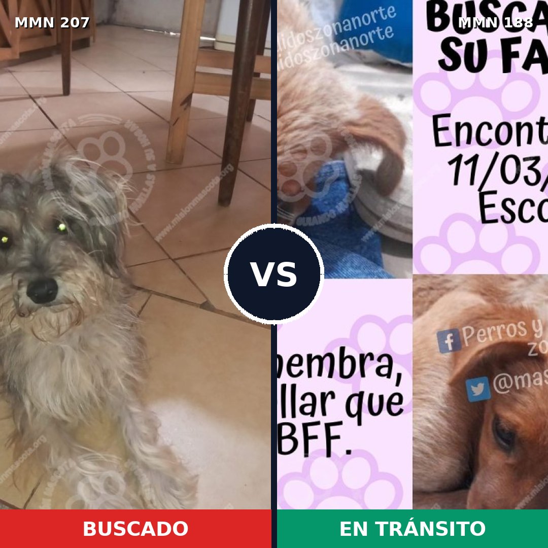 Comparativa MMS 5024: mascota perdida y mascota encontrada, 65% de similitud
