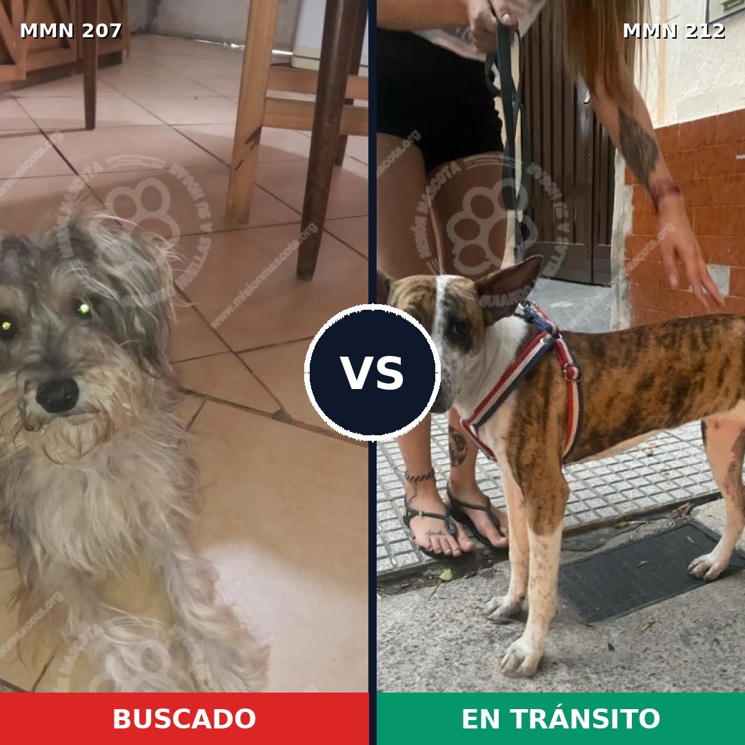 Comparativa MMS 5026: mascota perdida y mascota encontrada, 8% de similitud