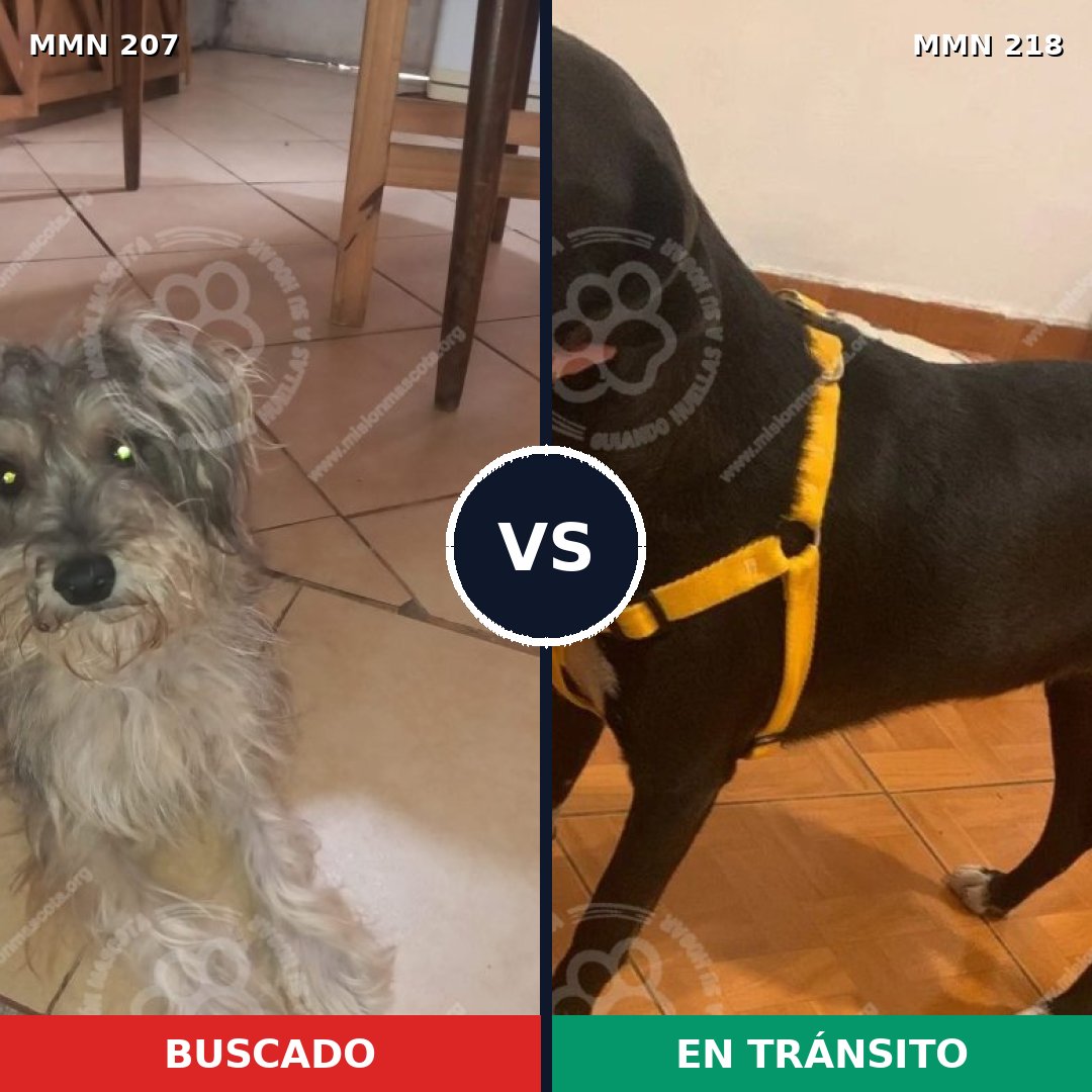 Comparativa MMS 5027: mascota perdida y mascota encontrada, 6% de similitud