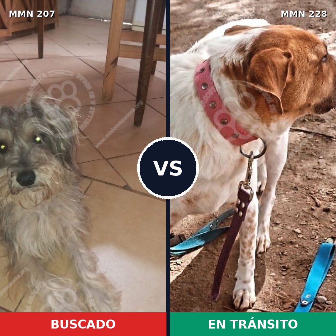 Comparativa MMS 5029: mascota perdida y mascota encontrada, 10% de similitud