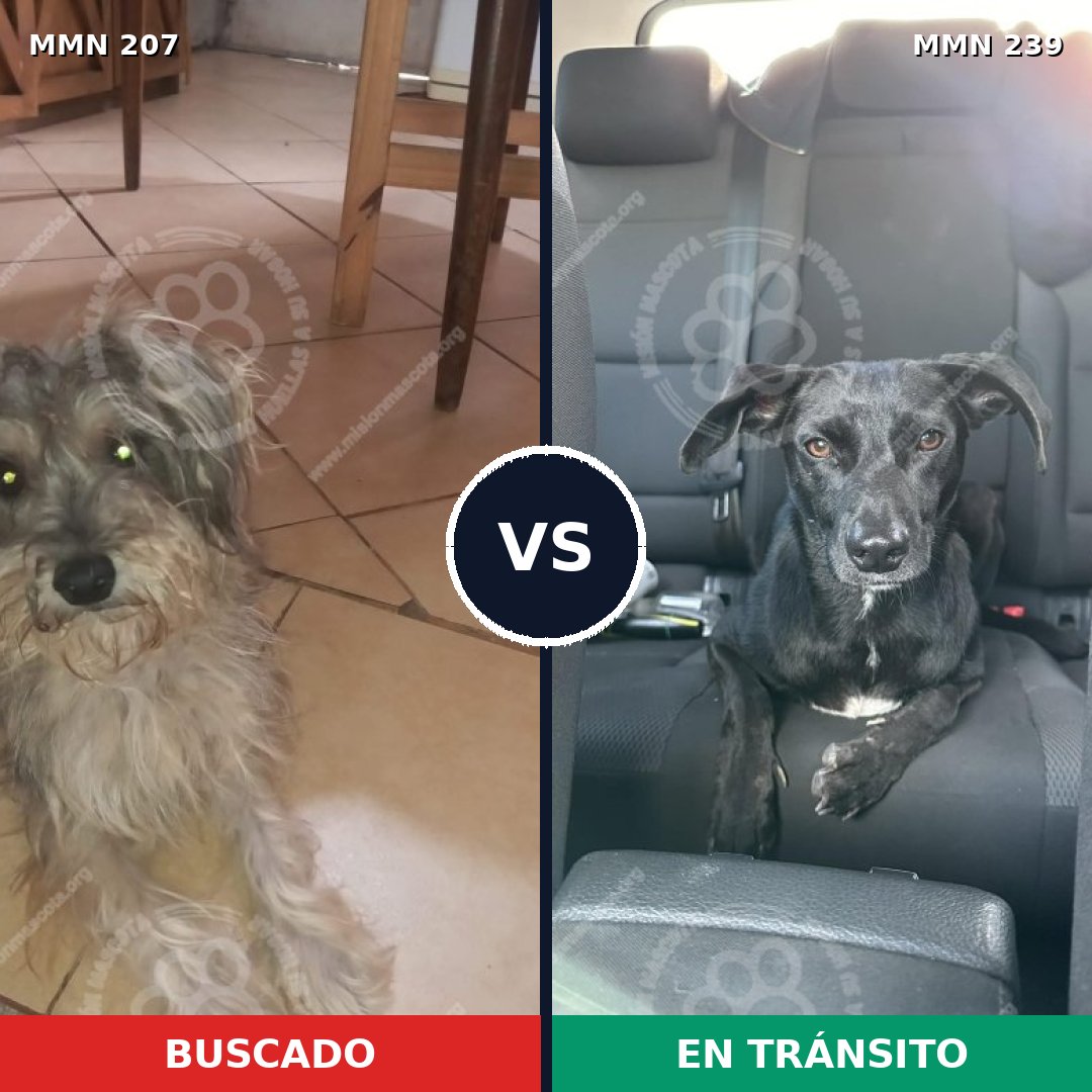 Comparativa MMS 5031: mascota perdida y mascota encontrada, 4% de similitud