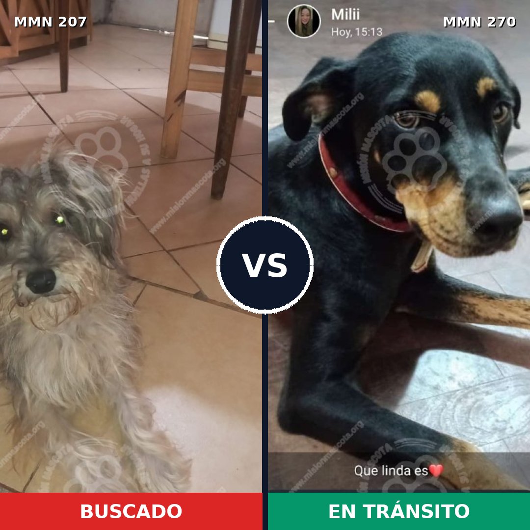 Comparativa MMS 5032: mascota perdida y mascota encontrada, 15% de similitud