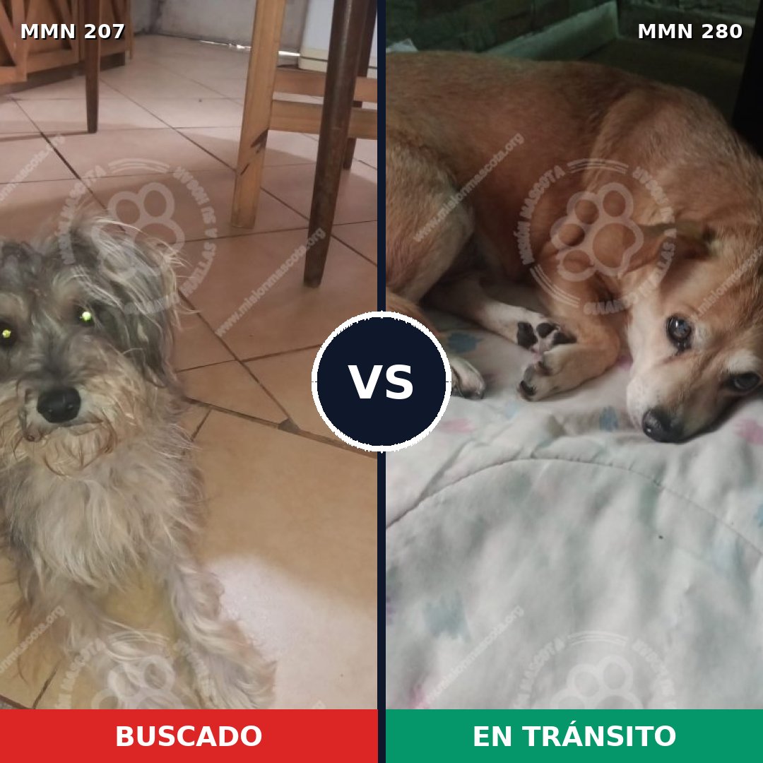 Comparativa MMS 5033: mascota perdida y mascota encontrada, 48% de similitud