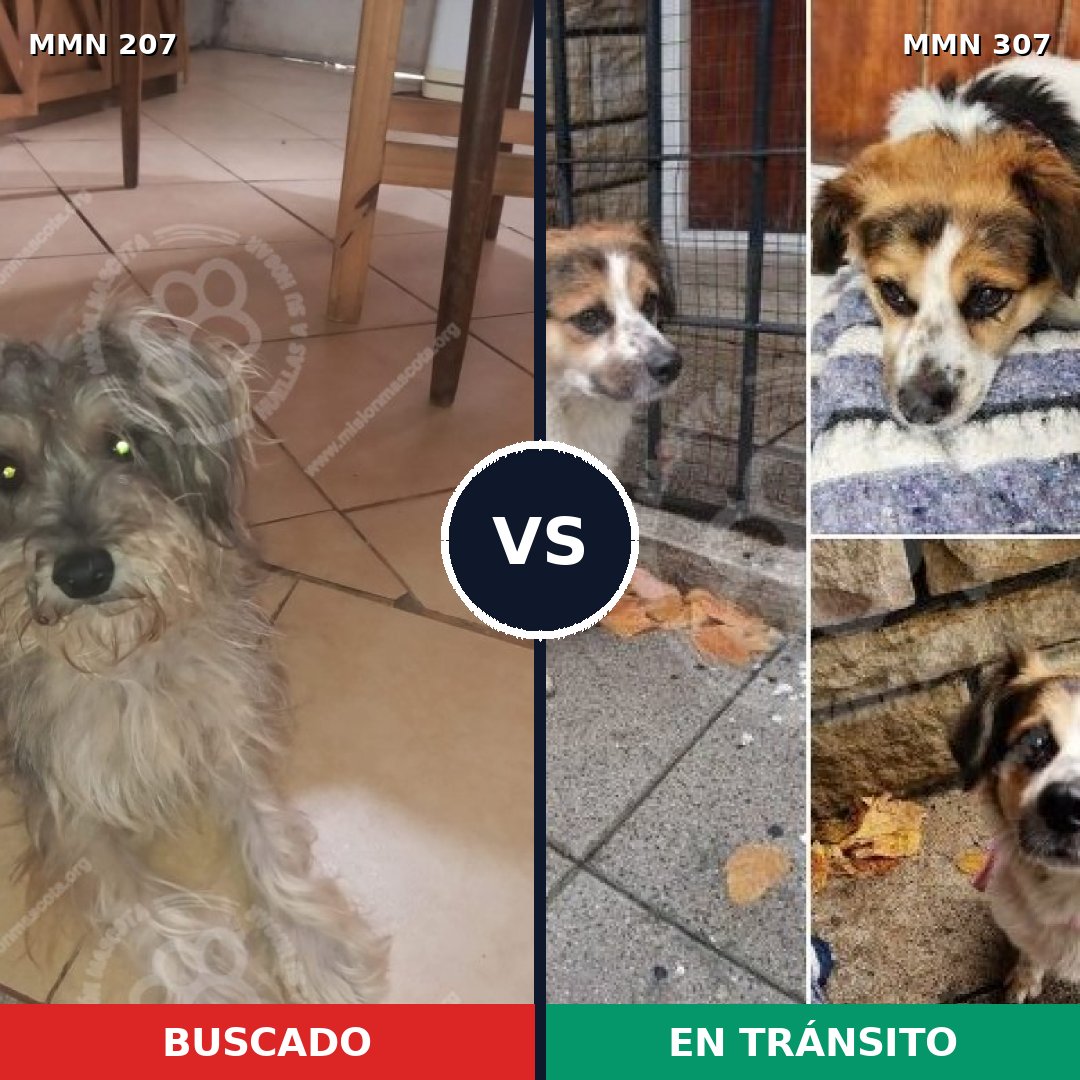 Comparativa MMS 5034: mascota perdida y mascota encontrada, 8% de similitud
