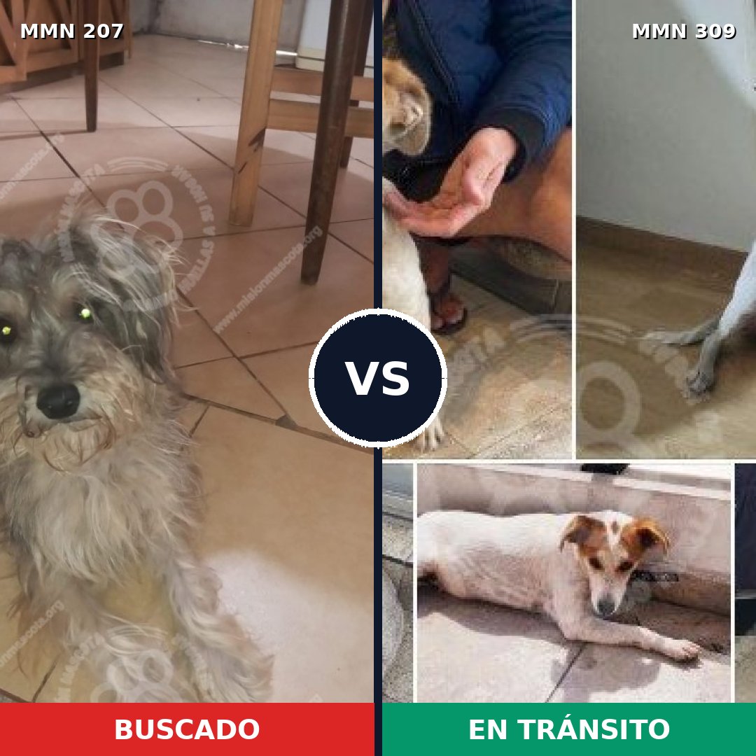 Comparativa MMS 5035: mascota perdida y mascota encontrada, 8% de similitud