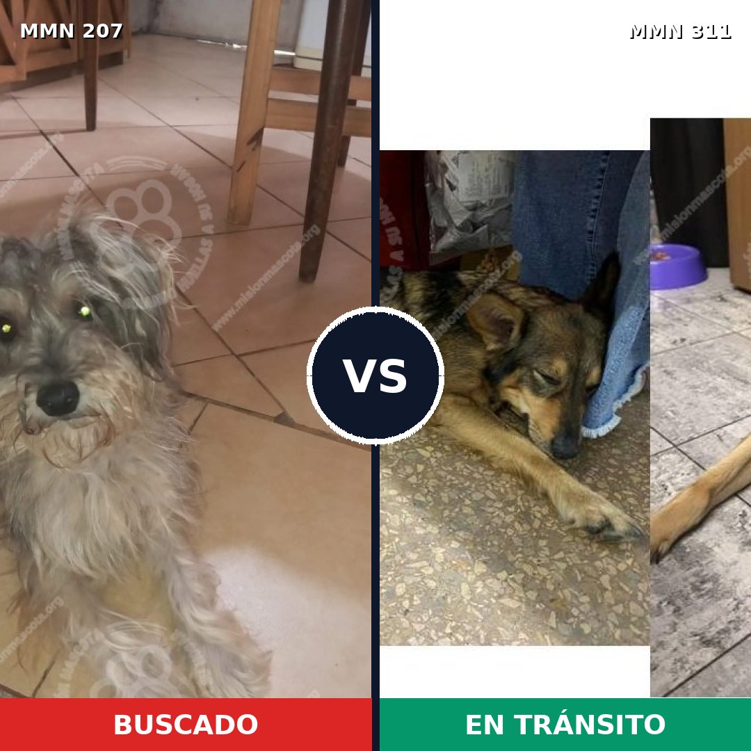 Comparativa MMS 5036: mascota perdida y mascota encontrada, 10% de similitud