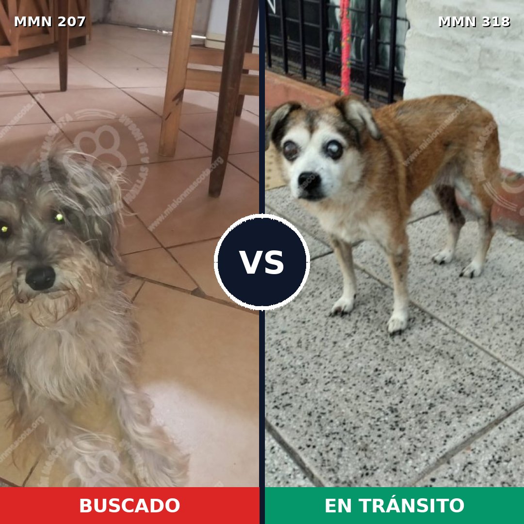 Comparativa MMS 5037: mascota perdida y mascota encontrada, 48% de similitud