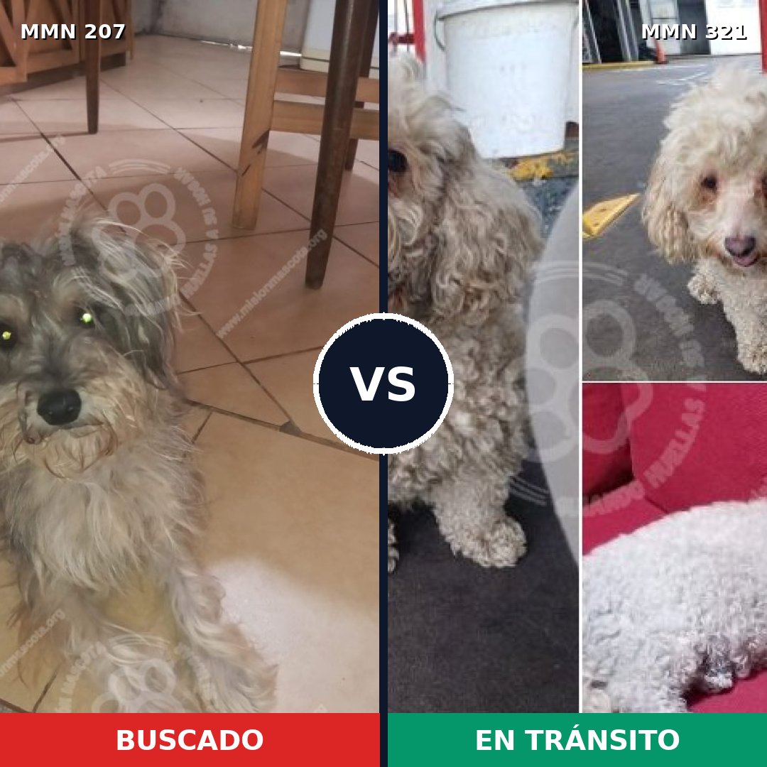 Comparativa MMS 5038: mascota perdida y mascota encontrada, 66% de similitud