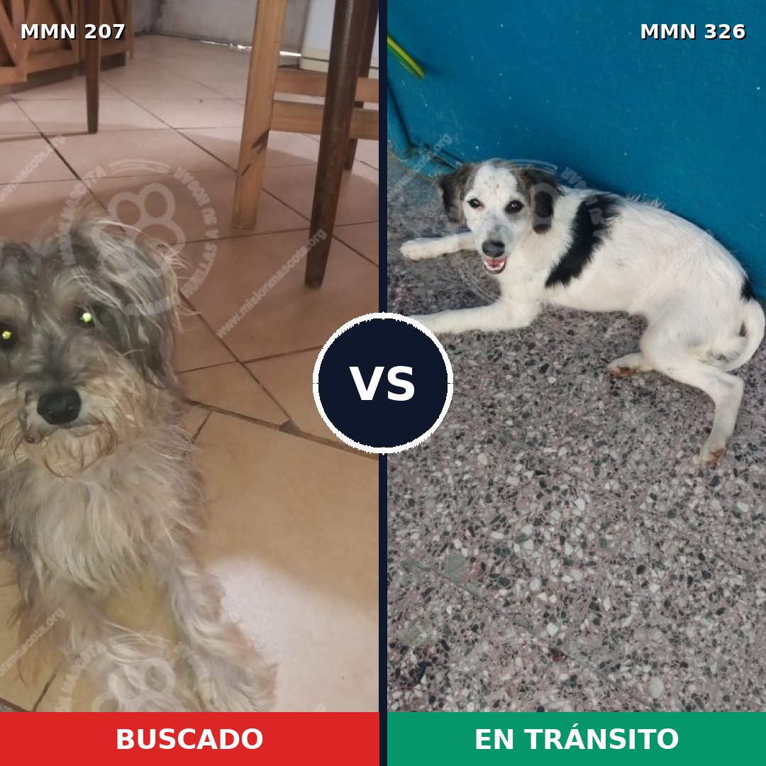 Comparativa MMS 5039: mascota perdida y mascota encontrada, 8% de similitud