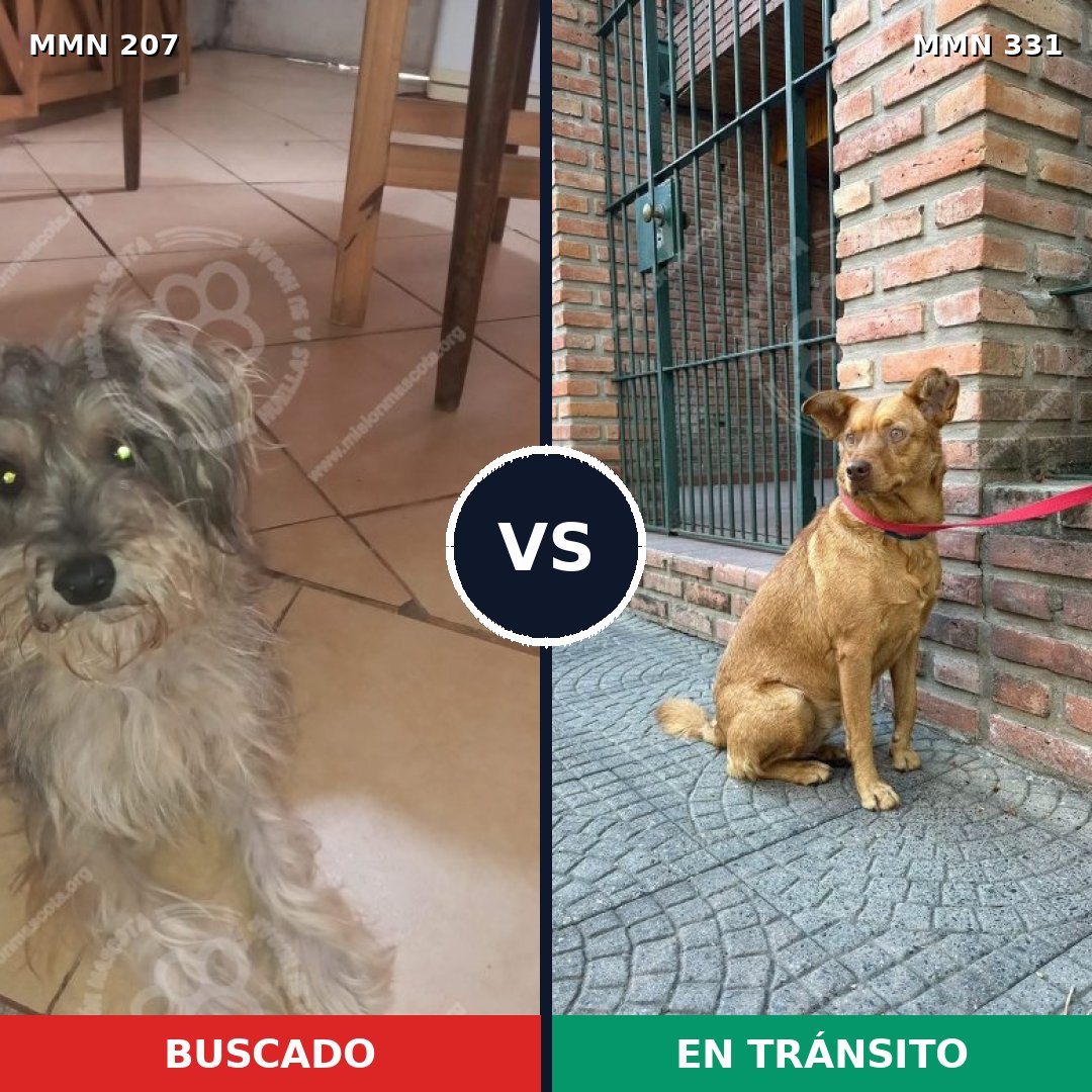 Comparativa MMS 5040: mascota perdida y mascota encontrada, 10% de similitud