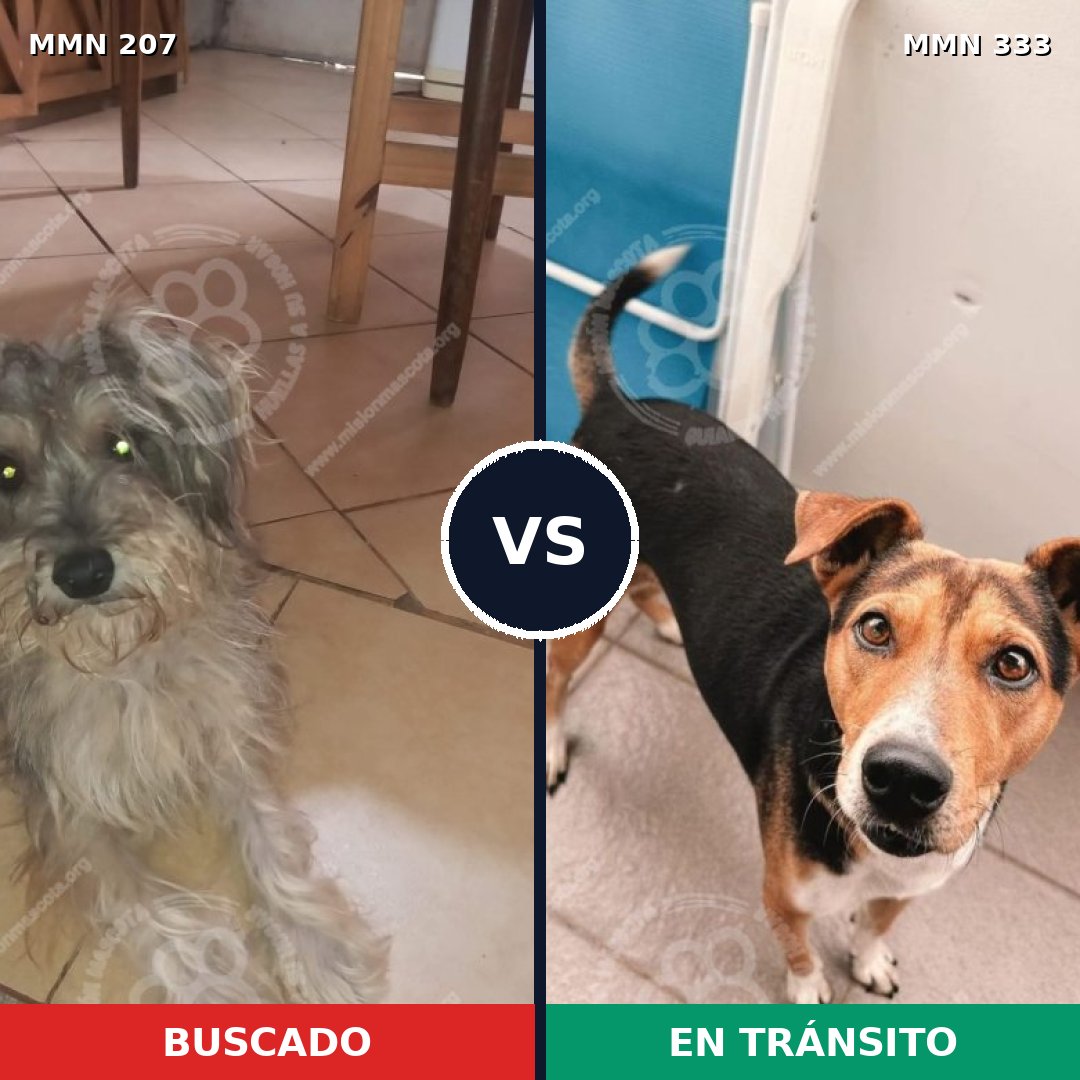 Comparativa MMS 5041: mascota perdida y mascota encontrada, 7% de similitud