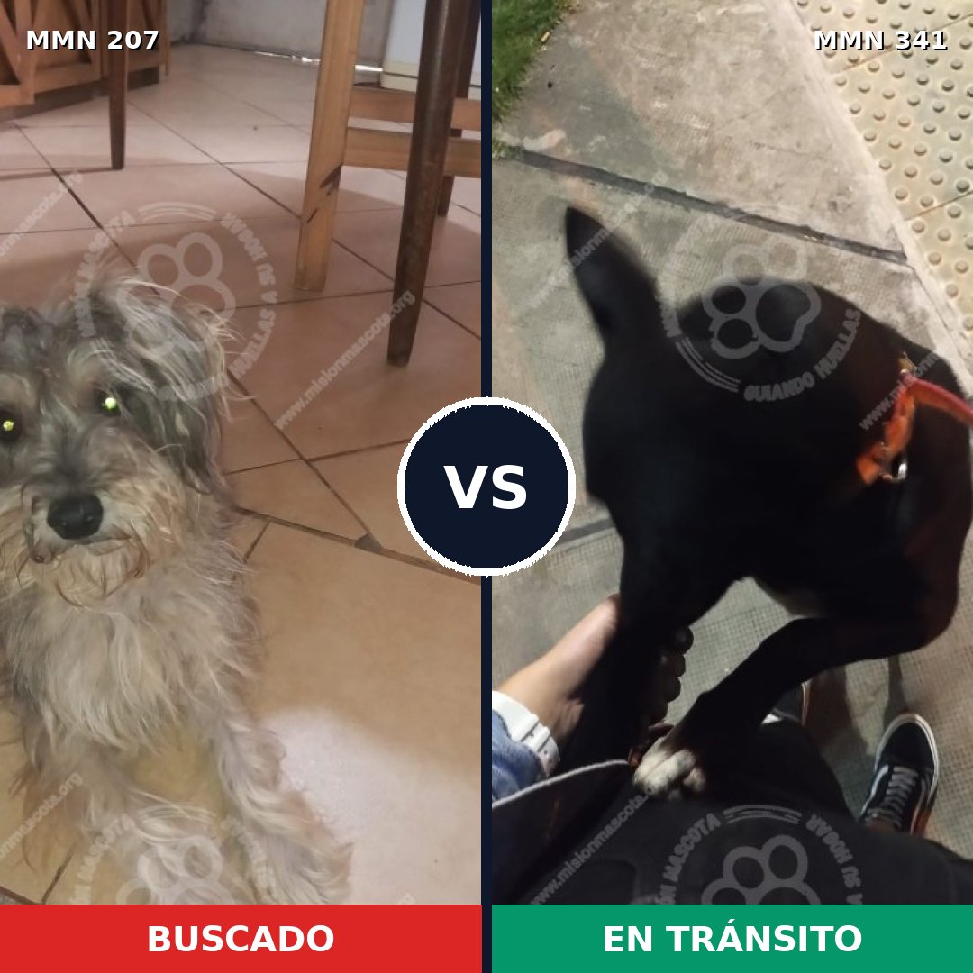 Comparativa MMS 5042: mascota perdida y mascota encontrada, 8% de similitud