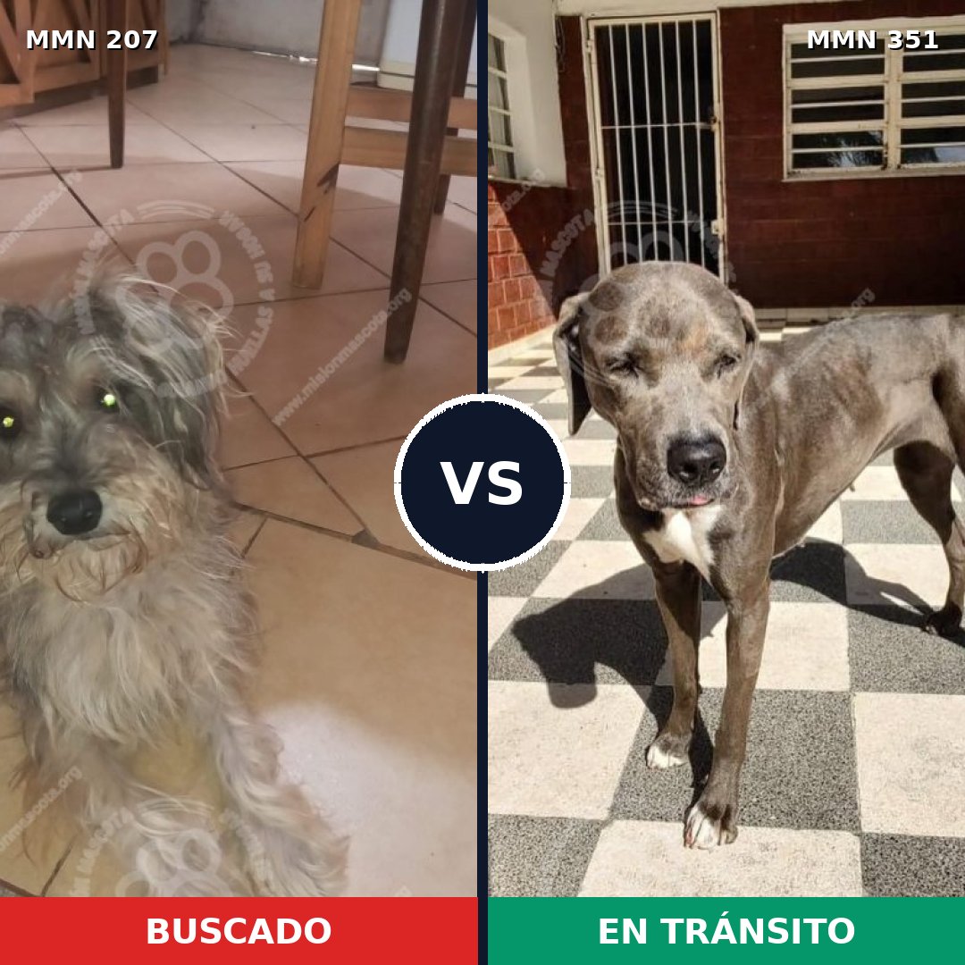 Comparativa MMS 5043: mascota perdida y mascota encontrada, 22% de similitud