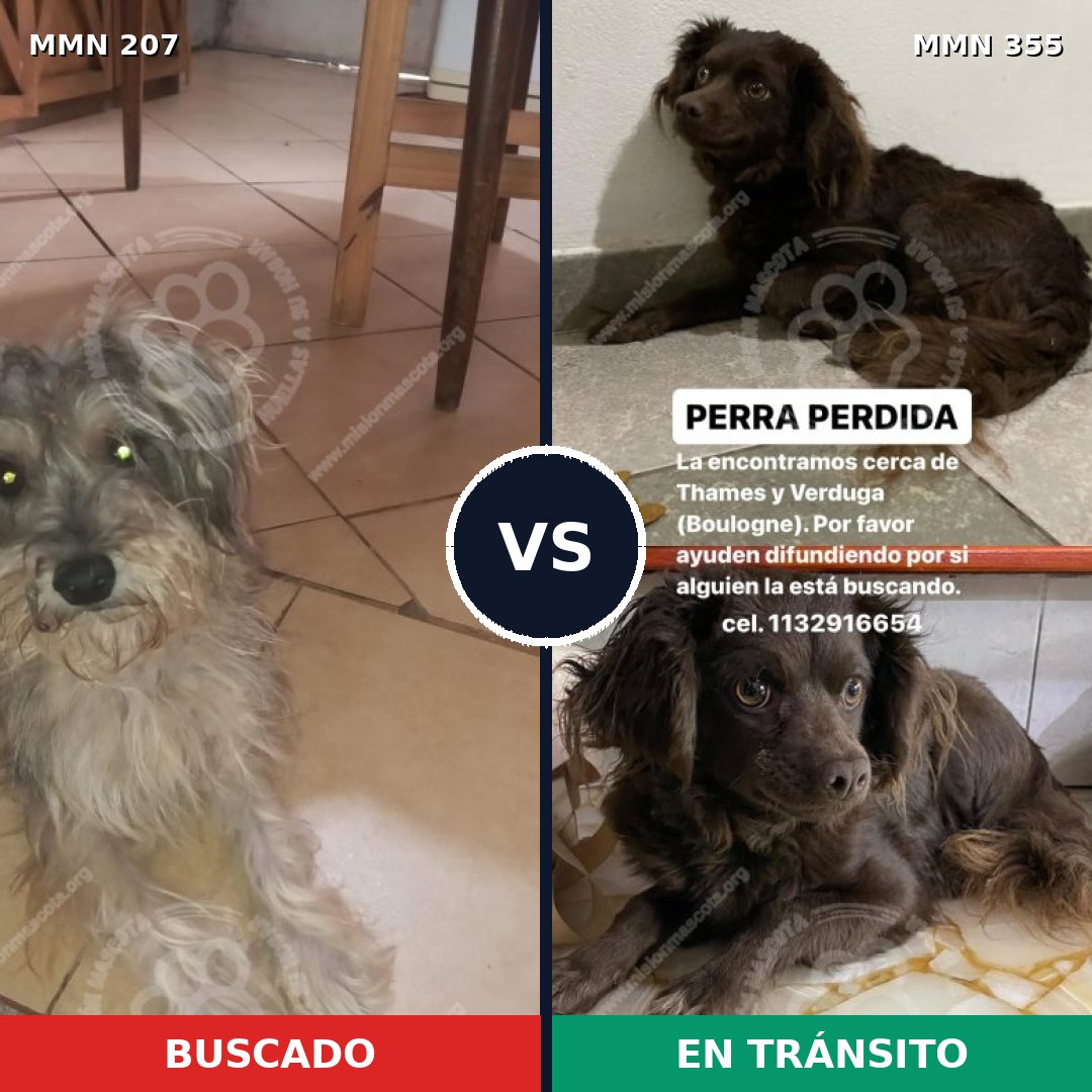 Comparativa MMS 5044: mascota perdida y mascota encontrada, 4% de similitud