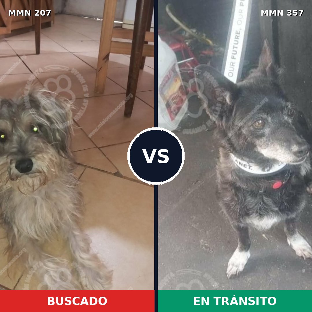 Comparativa MMS 5045: mascota perdida y mascota encontrada, 8% de similitud