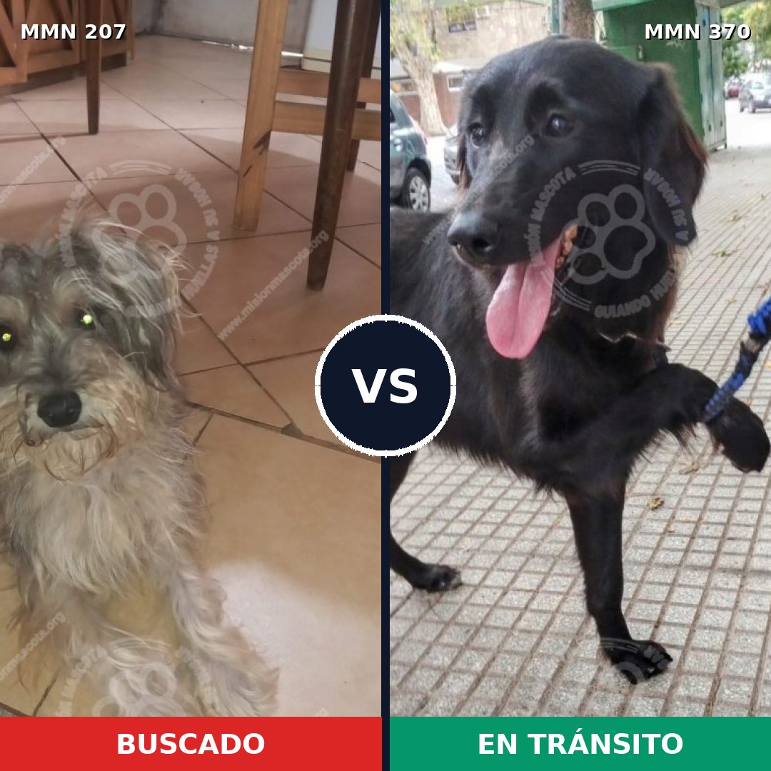 Comparativa MMS 5046: mascota perdida y mascota encontrada, 8% de similitud
