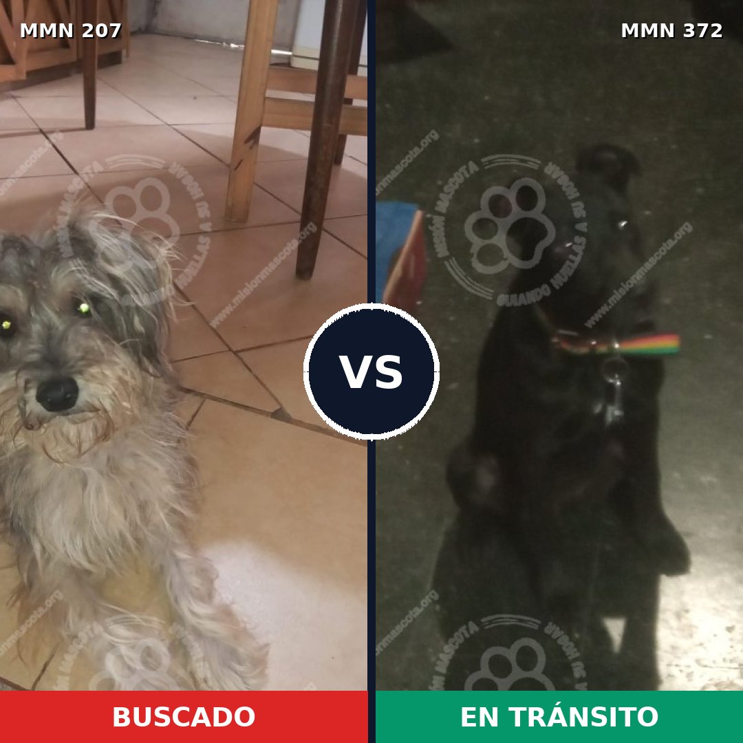 Comparativa MMS 5047: mascota perdida y mascota encontrada, 6% de similitud