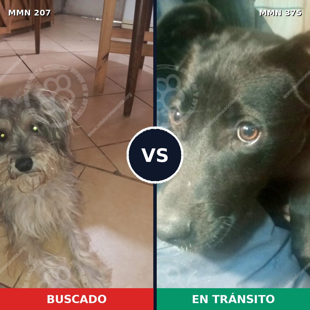 Comparativa MMS 5048: mascota perdida y mascota encontrada, 6% de similitud