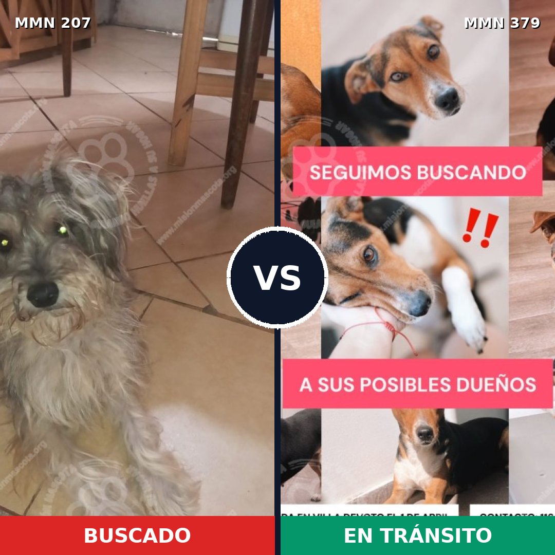 Comparativa MMS 5049: mascota perdida y mascota encontrada, 6% de similitud