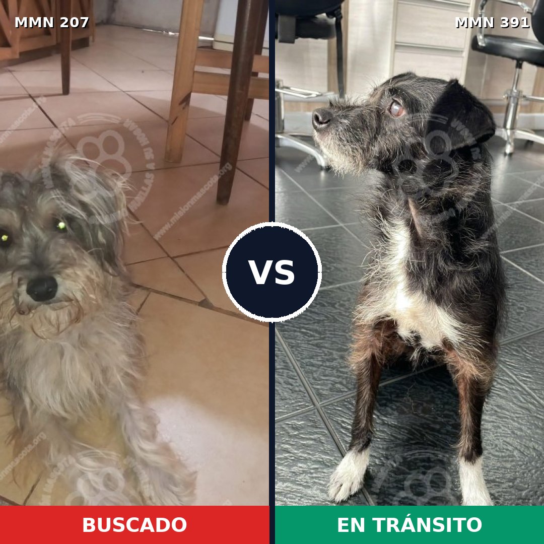 Comparativa MMS 5050: mascota perdida y mascota encontrada, 10% de similitud