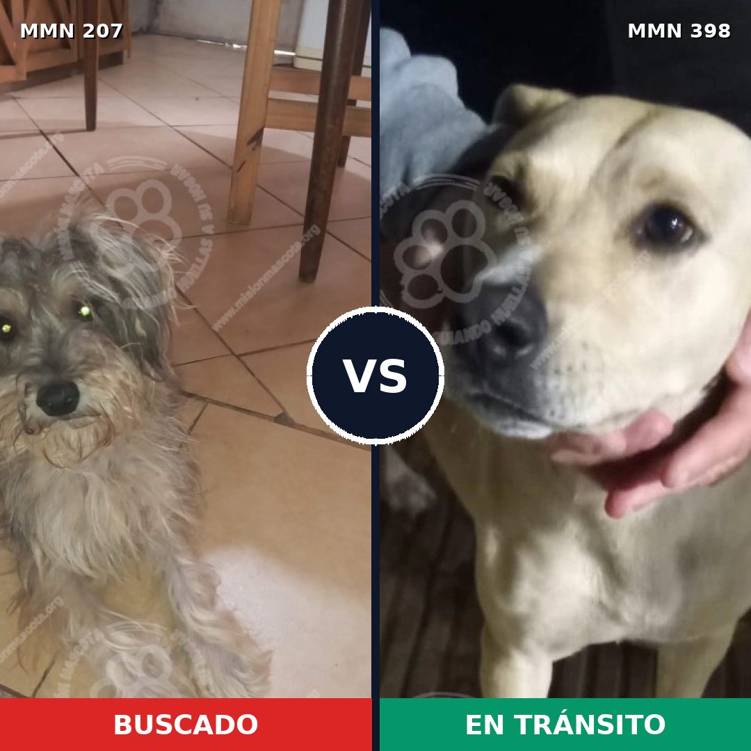Comparativa MMS 5051: mascota perdida y mascota encontrada, 25% de similitud