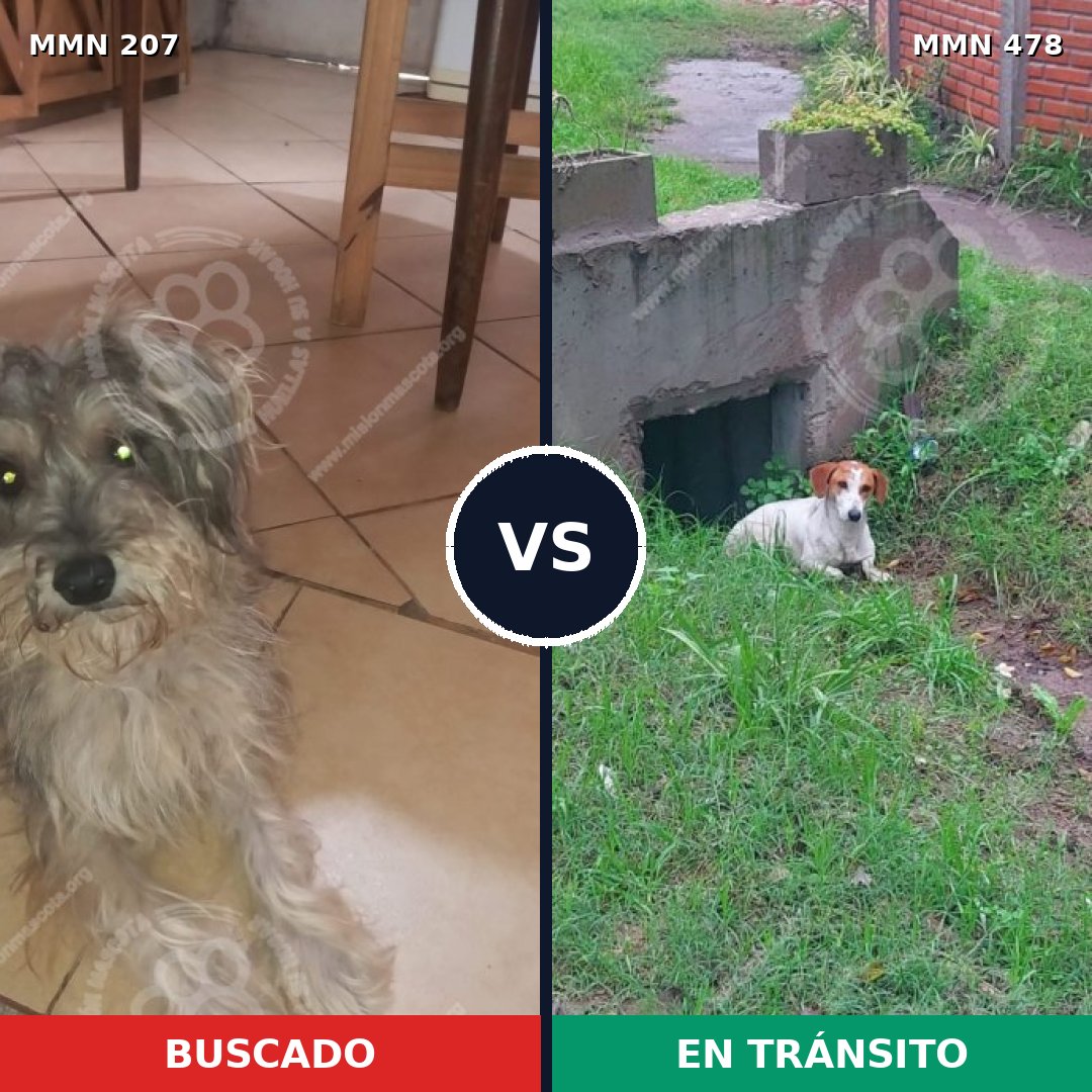 Comparativa MMS 5052: mascota perdida y mascota encontrada, 2% de similitud