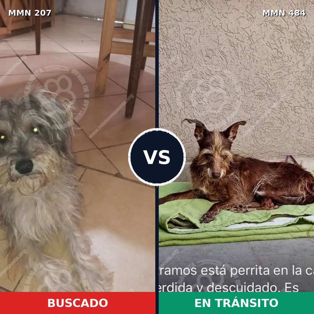 Comparativa MMS 5053: mascota perdida y mascota encontrada, 11% de similitud