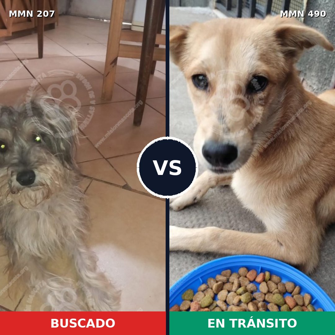 Comparativa MMS 5055: mascota perdida y mascota encontrada, 33% de similitud