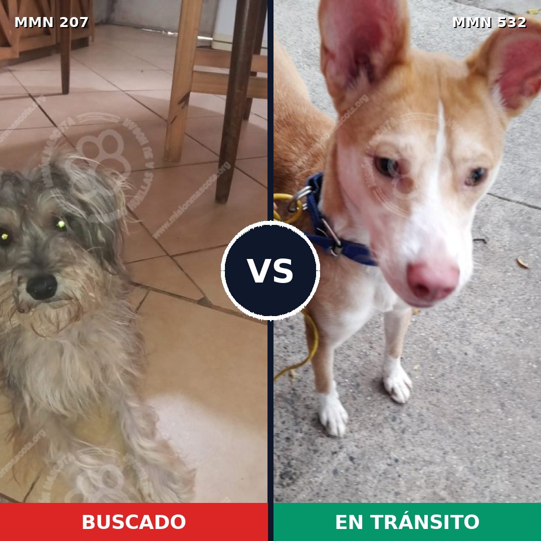 Comparativa MMS 5056: mascota perdida y mascota encontrada, 11% de similitud
