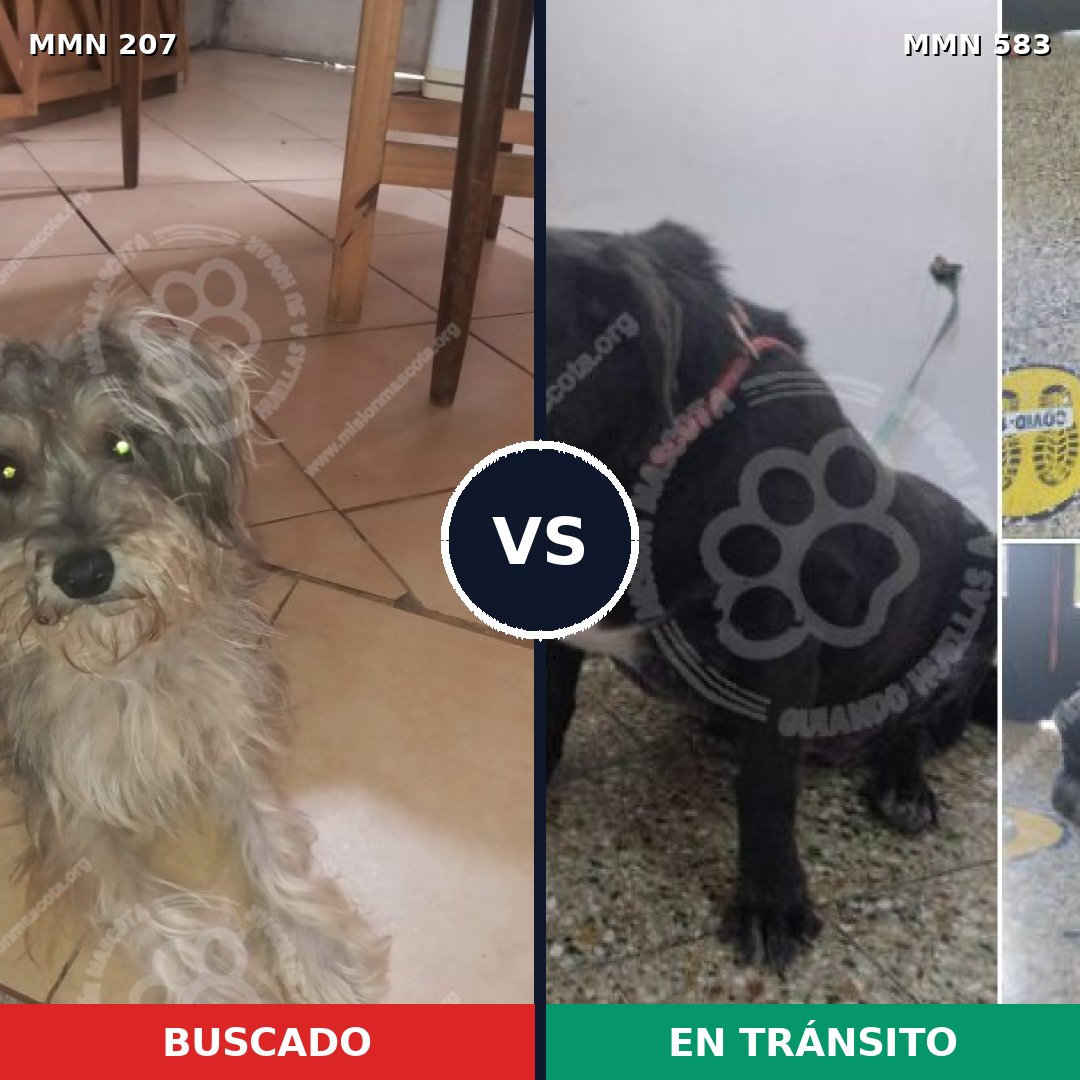Comparativa MMS 5057: mascota perdida y mascota encontrada, 8% de similitud