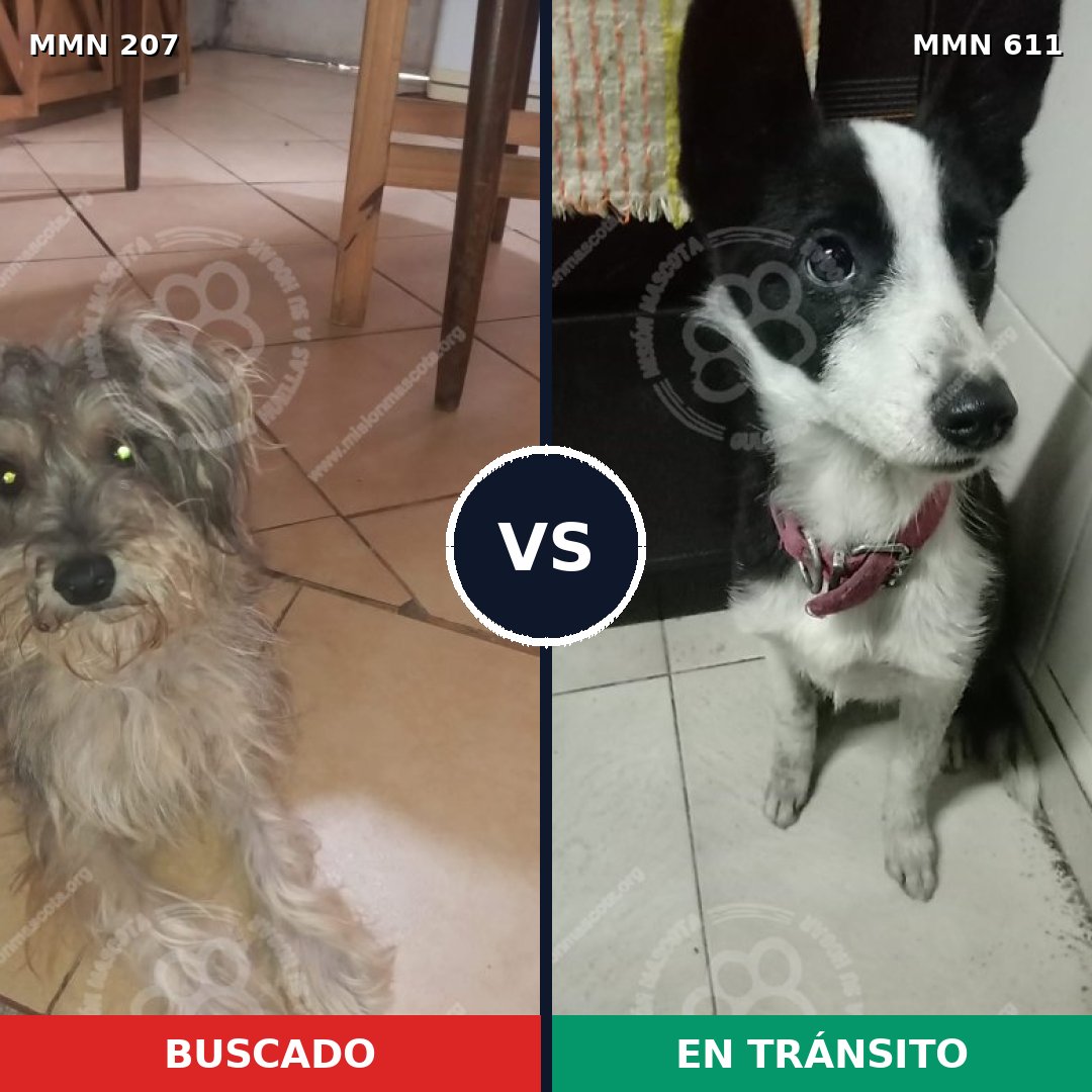 Comparativa MMS 5058: mascota perdida y mascota encontrada, 8% de similitud