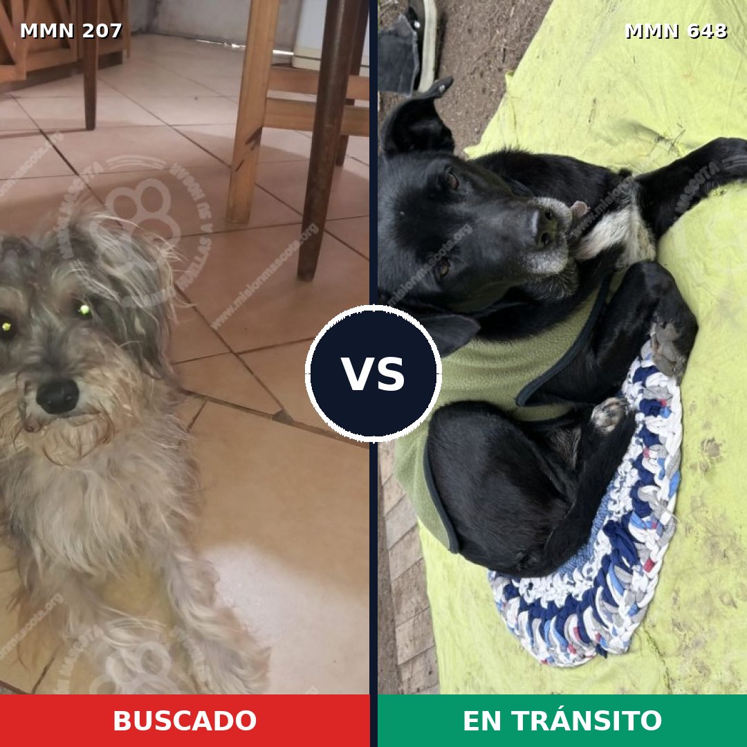 Comparativa MMS 5060: mascota perdida y mascota encontrada, 9% de similitud