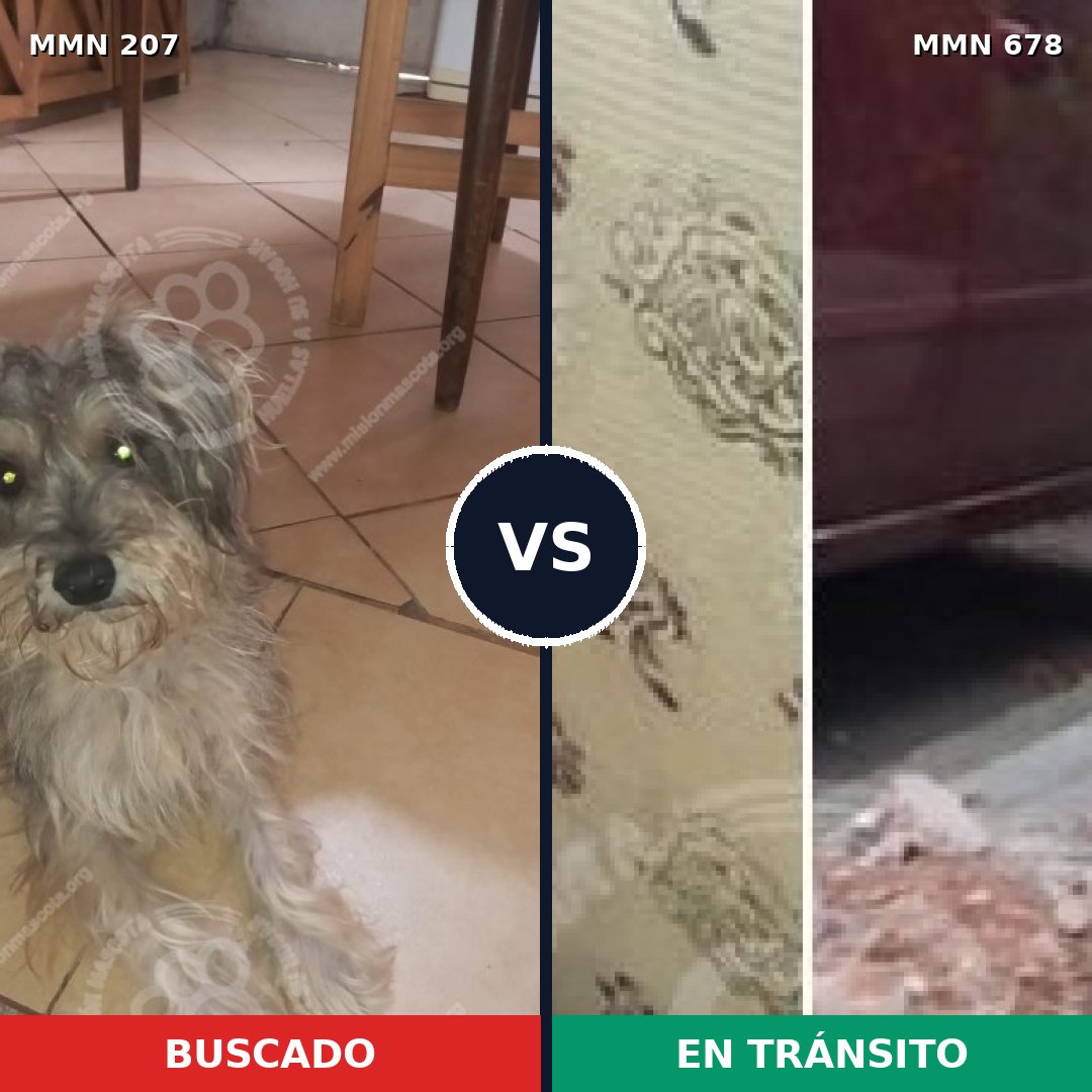 Comparativa MMS 5061: mascota perdida y mascota encontrada, 15% de similitud