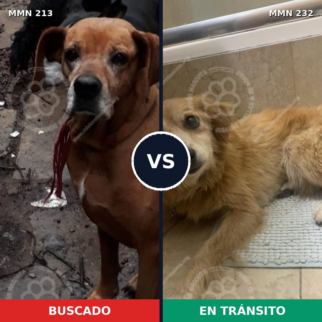 Comparativa MMS 5062: mascota perdida y mascota encontrada, 25% de similitud