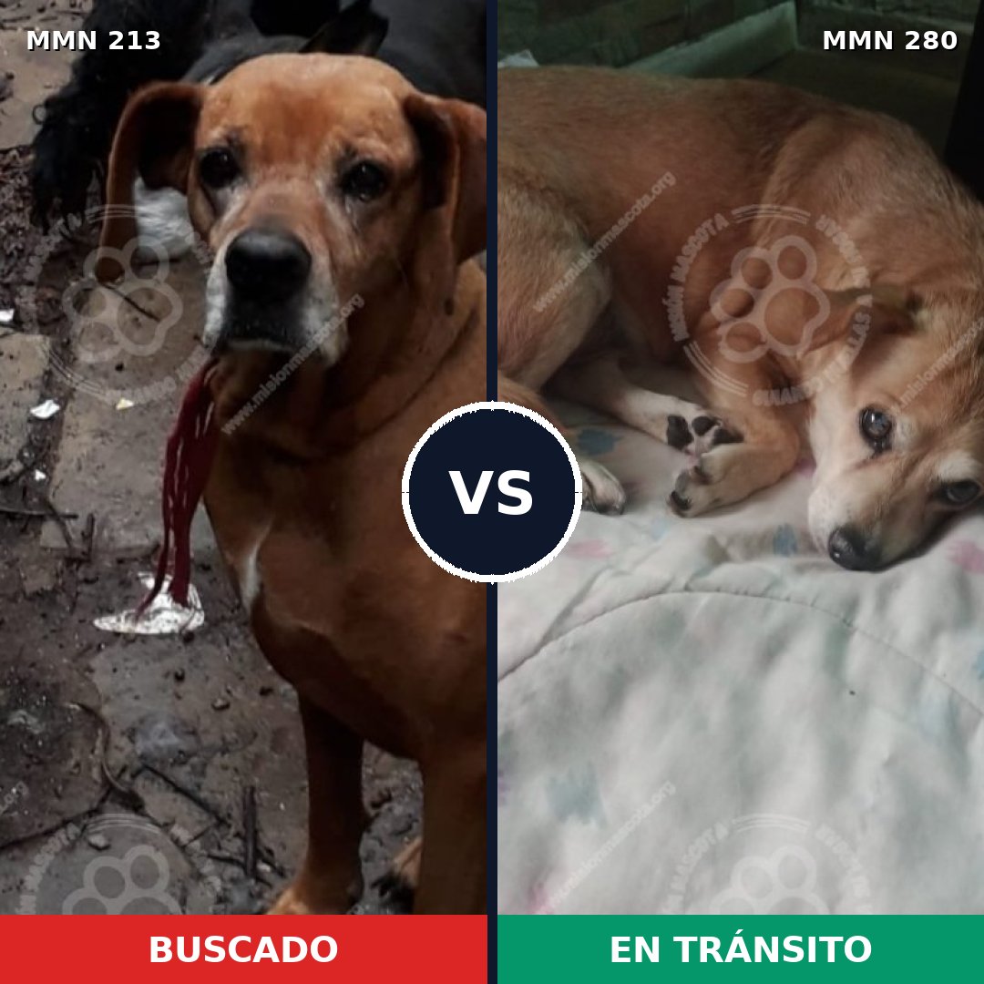 Comparativa MMS 5063: mascota perdida y mascota encontrada, 46% de similitud
