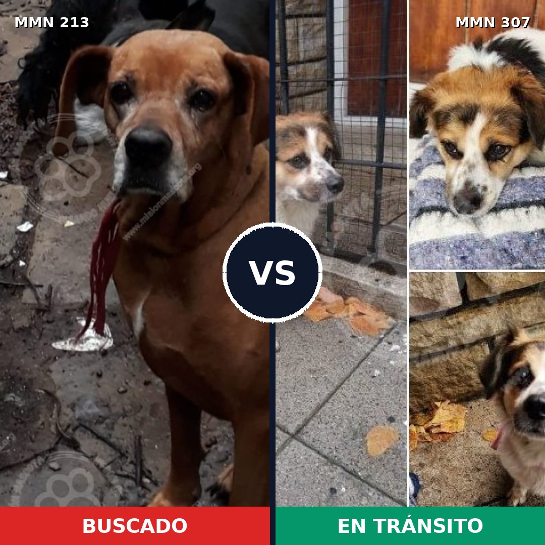 Comparativa MMS 5064: mascota perdida y mascota encontrada, 31% de similitud