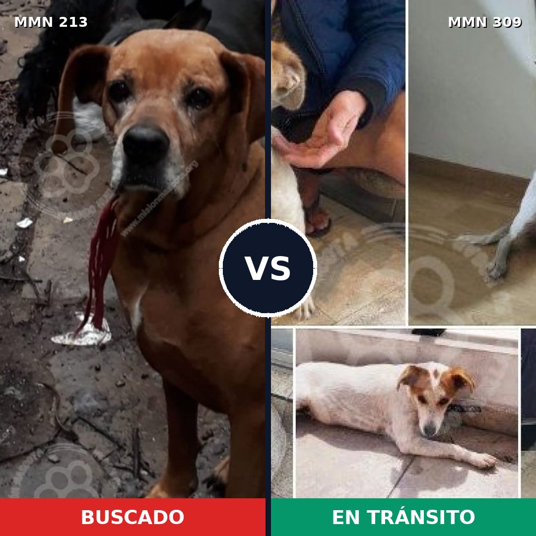 Comparativa MMS 5065: mascota perdida y mascota encontrada, 43% de similitud