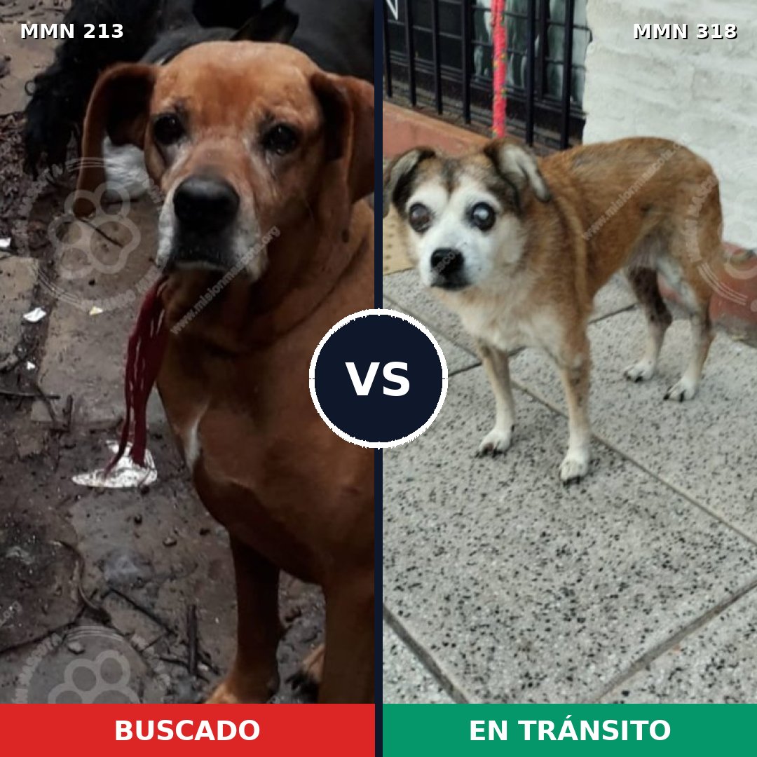 Comparativa MMS 5067: mascota perdida y mascota encontrada, 33% de similitud