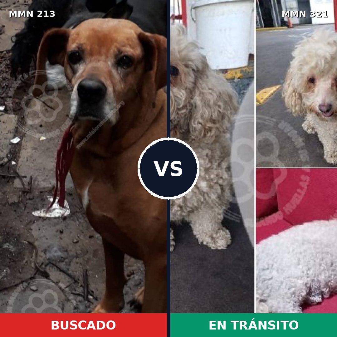 Comparativa MMS 5068: mascota perdida y mascota encontrada, 25% de similitud