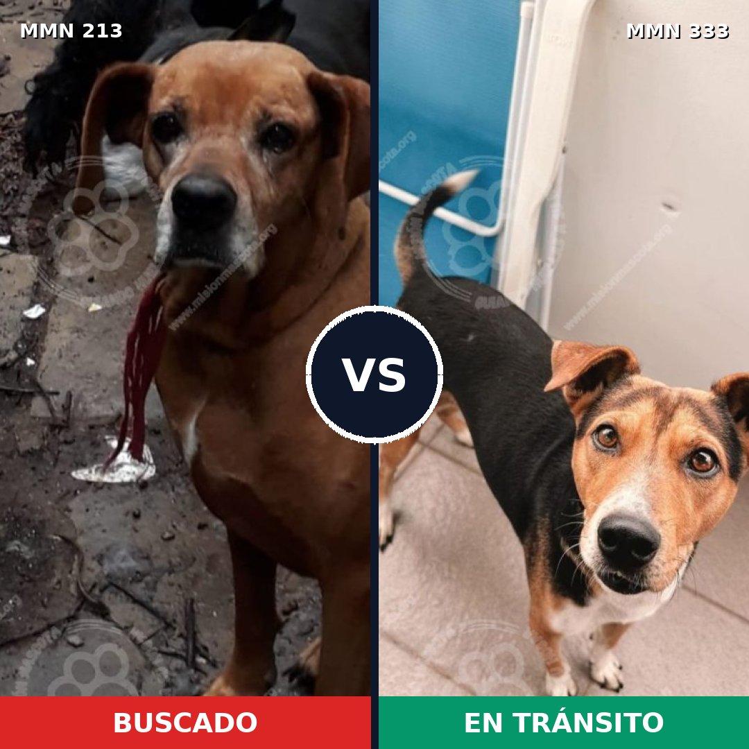 Comparativa MMS 5071: mascota perdida y mascota encontrada, 6% de similitud
