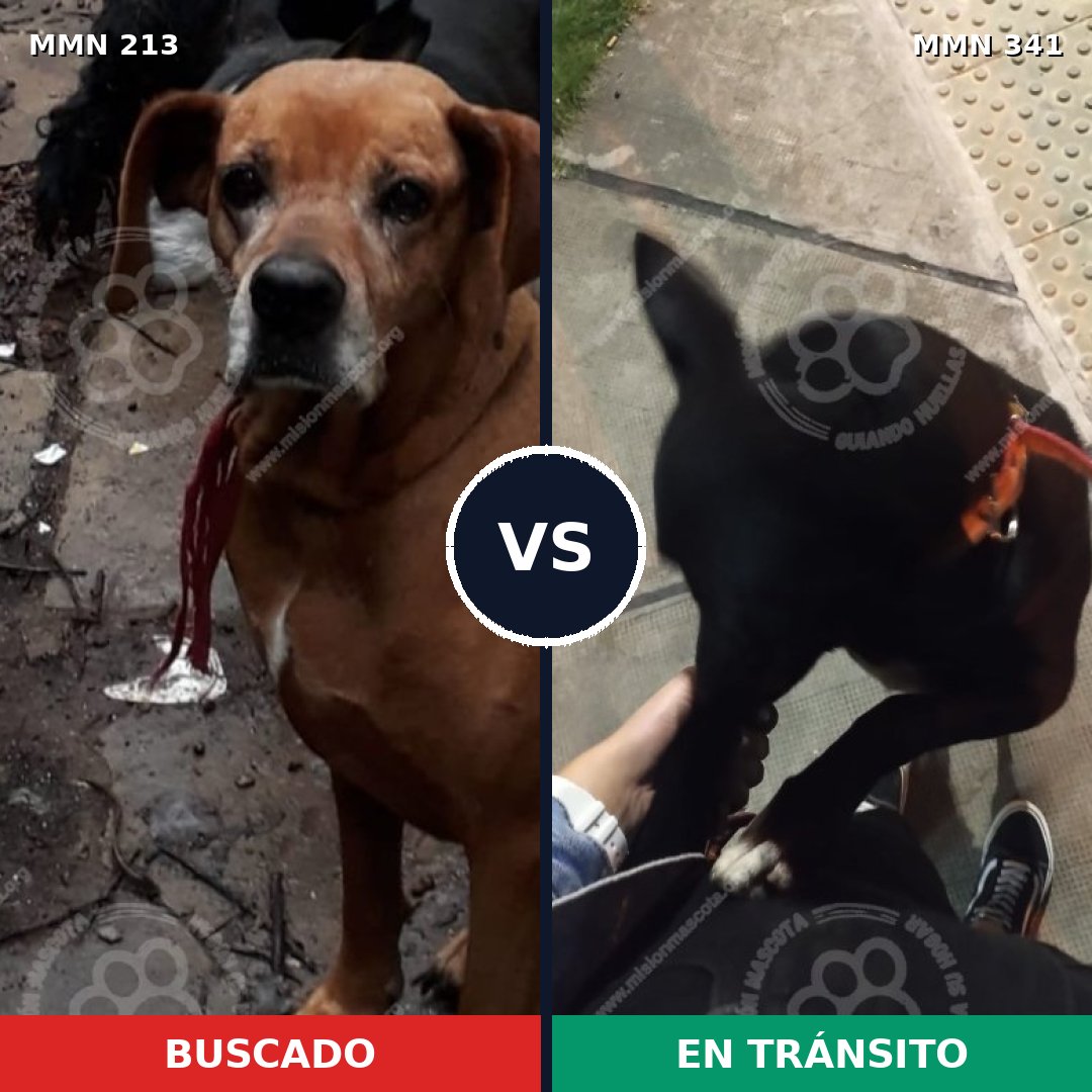 Comparativa MMS 5072: mascota perdida y mascota encontrada, 10% de similitud
