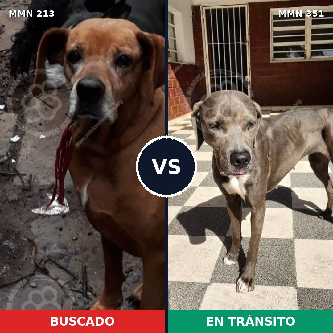 Comparativa MMS 5073: mascota perdida y mascota encontrada, 62% de similitud