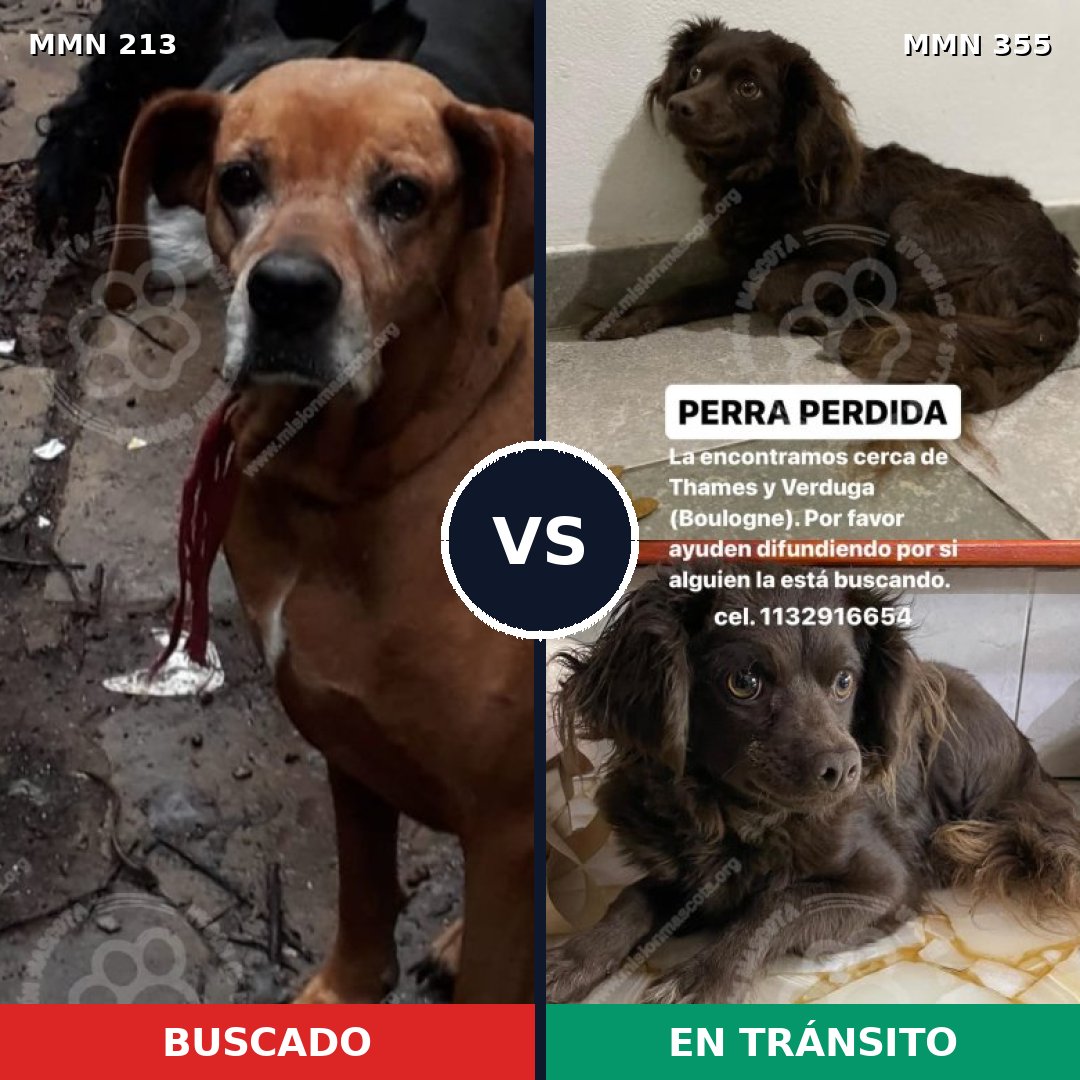 Comparativa MMS 5074: mascota perdida y mascota encontrada, 2% de similitud