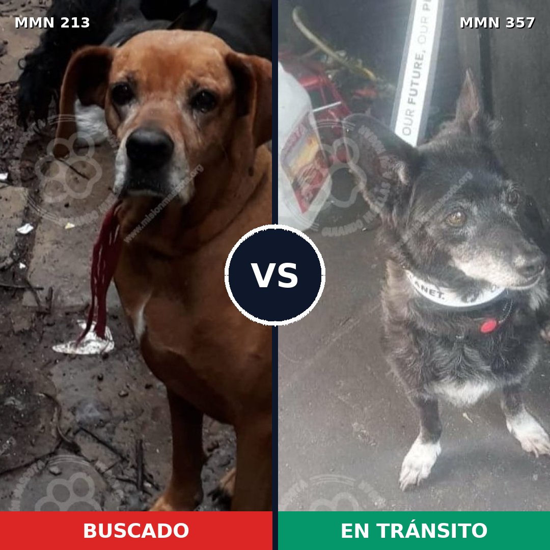 Comparativa MMS 5075: mascota perdida y mascota encontrada, 26% de similitud