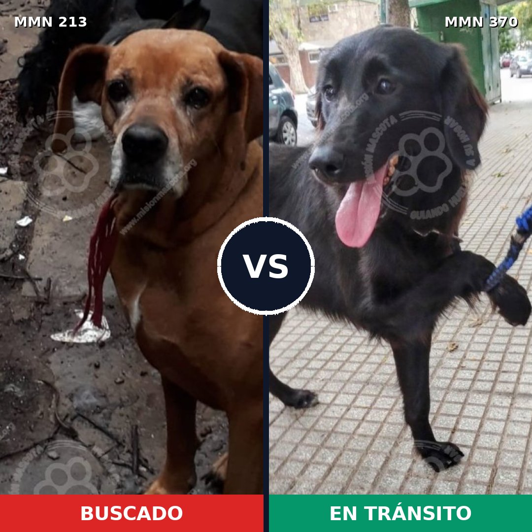 Comparativa MMS 5076: mascota perdida y mascota encontrada, 6% de similitud