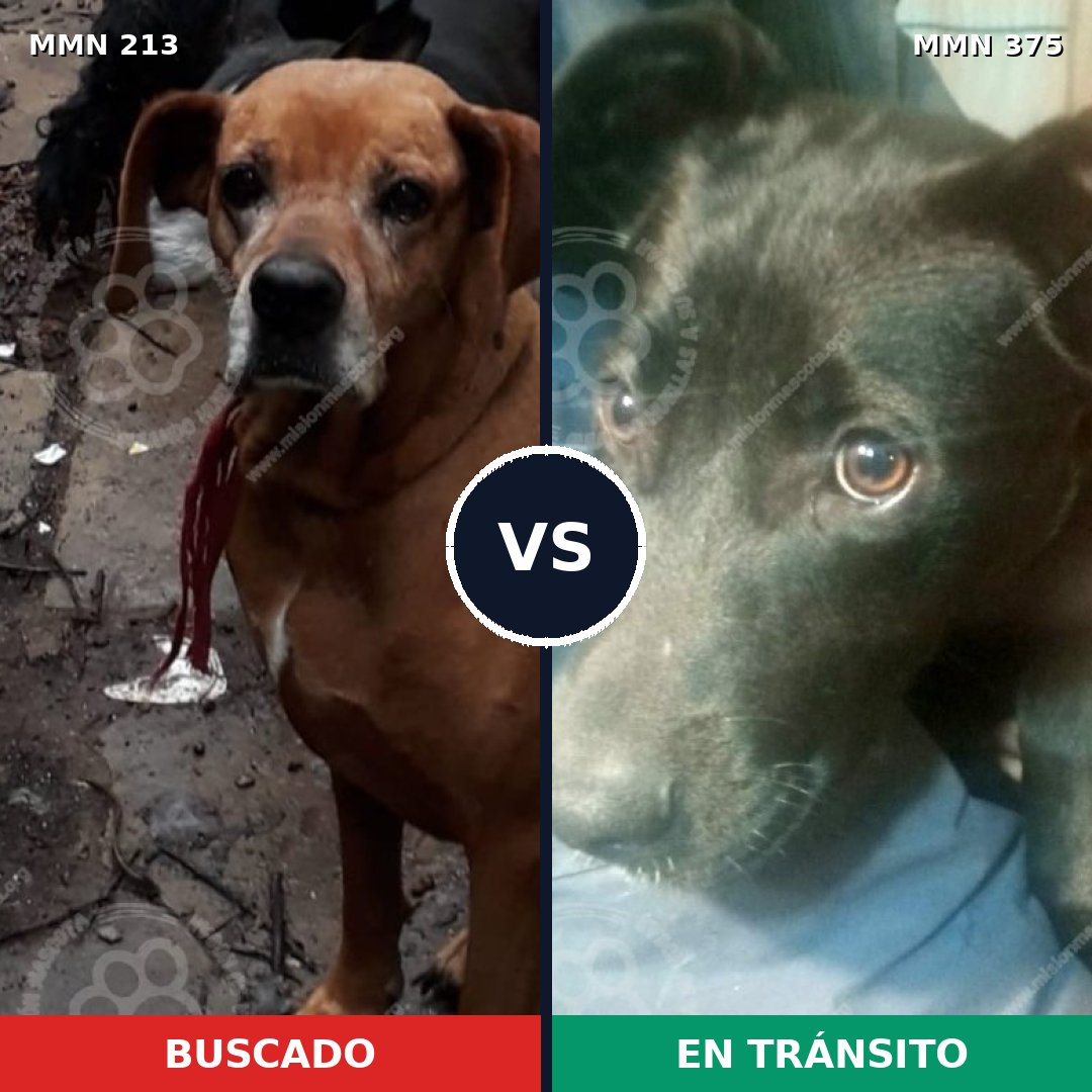 Comparativa MMS 5078: mascota perdida y mascota encontrada, 10% de similitud