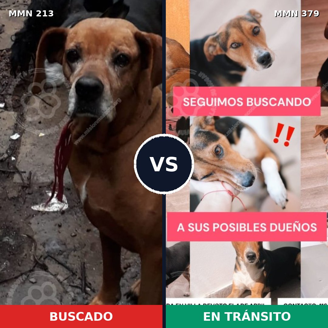 Comparativa MMS 5079: mascota perdida y mascota encontrada, 22% de similitud