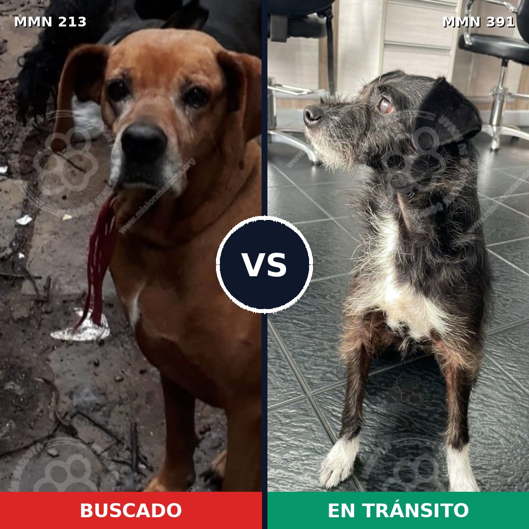 Comparativa MMS 5080: mascota perdida y mascota encontrada, 25% de similitud