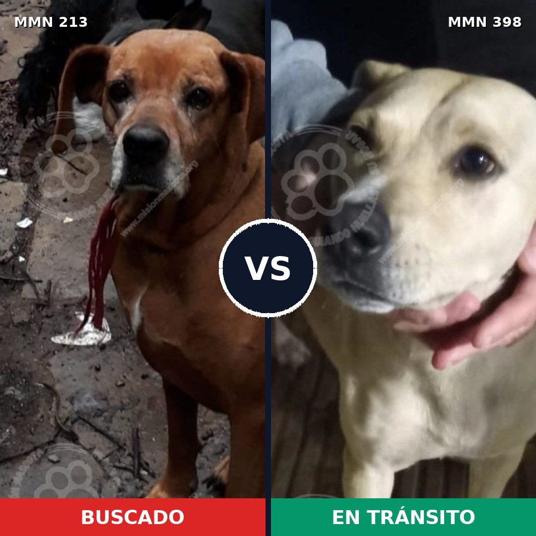 Comparativa MMS 5081: mascota perdida y mascota encontrada, 13% de similitud